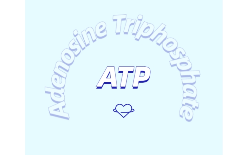 ATP 補(bǔ)充劑有什么作用？